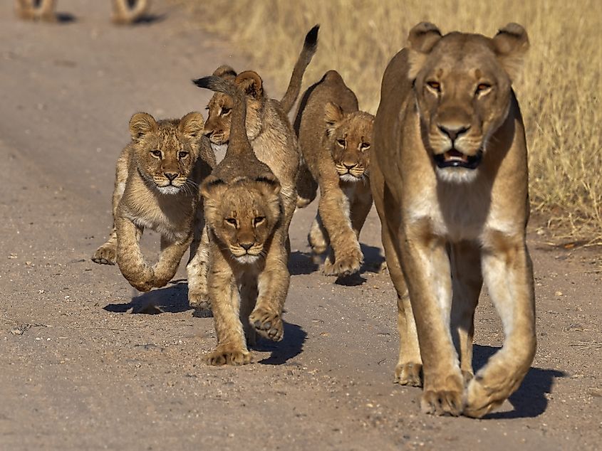 Lion cubs Running on a dusty road in Kruger Park