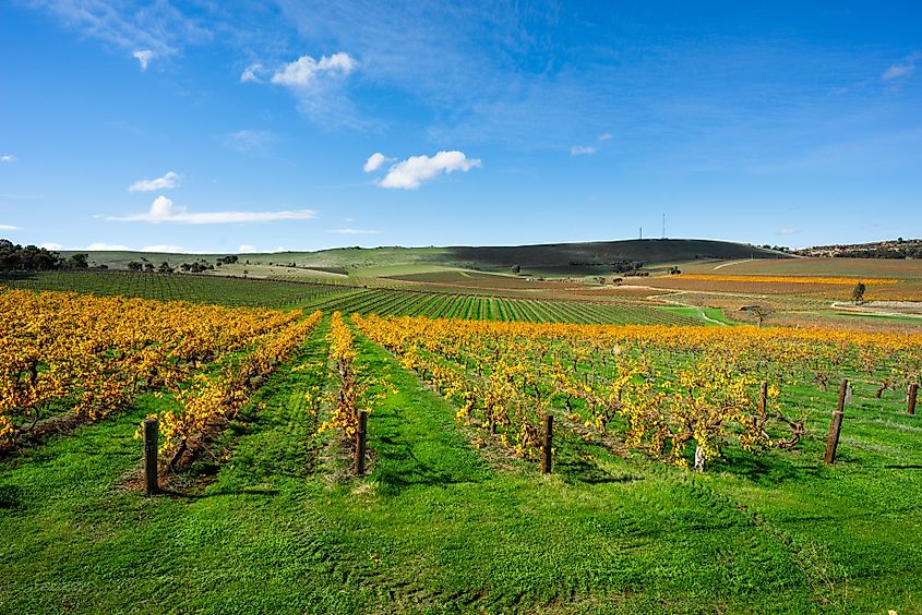Vineyard Scene from Clare Valley, South Australia