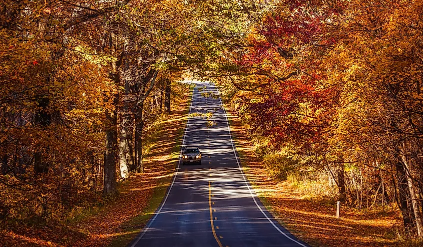 Autumn foliage along Skyline Drive in Shenandoah National Park, Virginia.