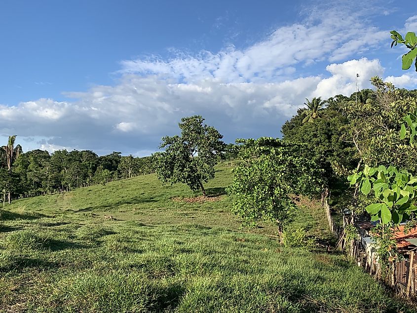 A rolling, grassy field approaching a Guatemalan jungle.