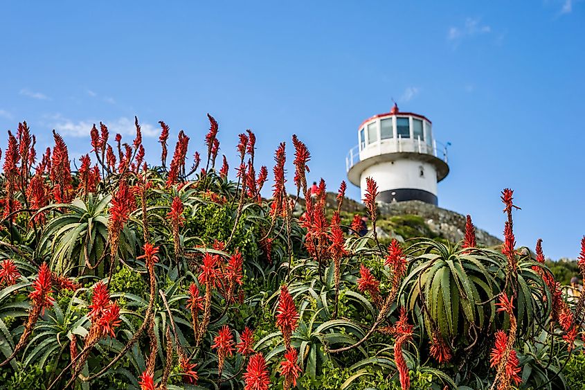 Cape of Good Hope