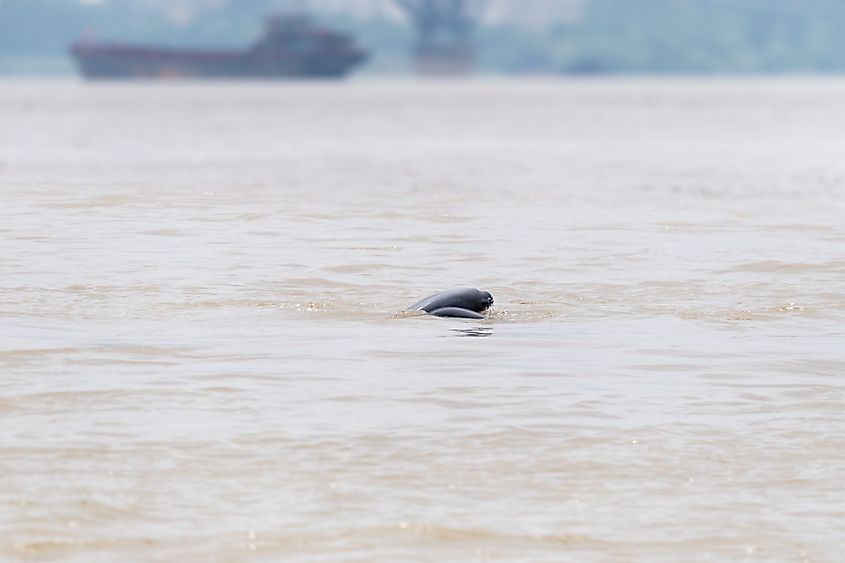 The Yangtze River