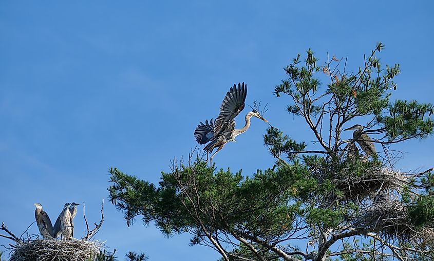 Kawartha Lakes bird