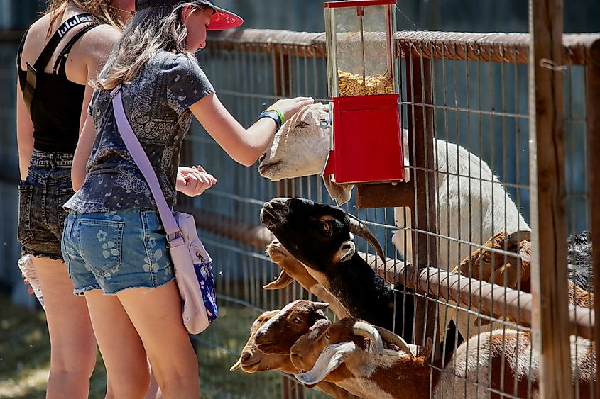 Making friends at Mortimer's Farm in Dewey, Arizona