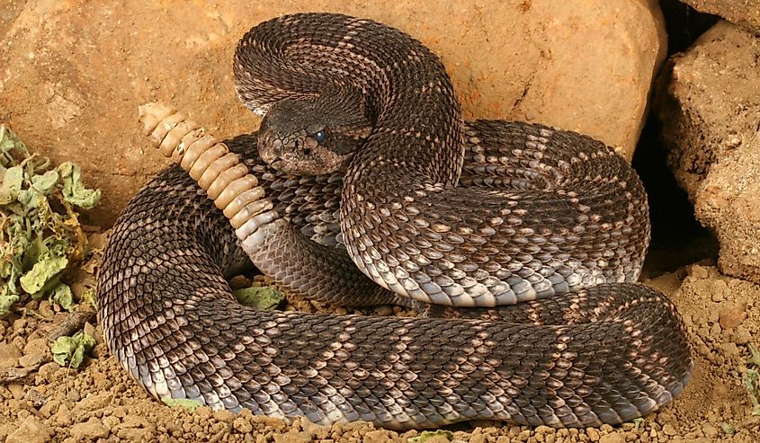 Portrait of a Southern Pacific Rattlesnake