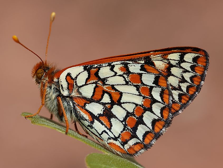The Sacramento Mountains checkerspot is a subspecies of the anicia checkerspot.