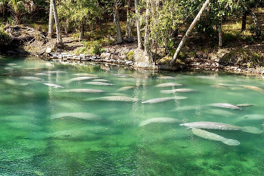 A herd of Florida Manatee swimming in the crystal-clear spring water at Blue Spring State Park, Florida