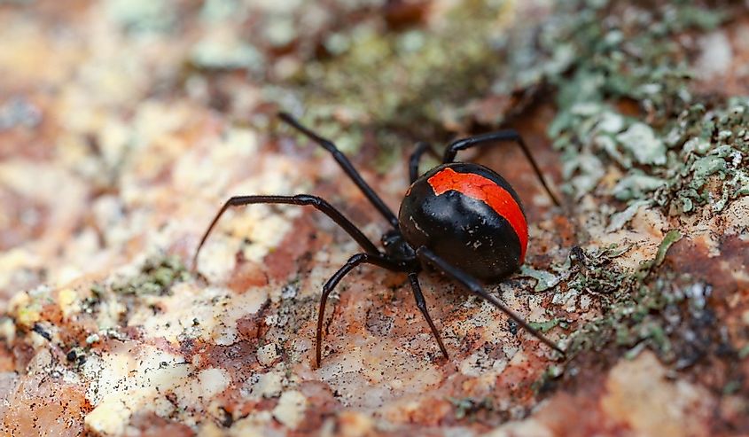 Australian Red-back spider on rocks