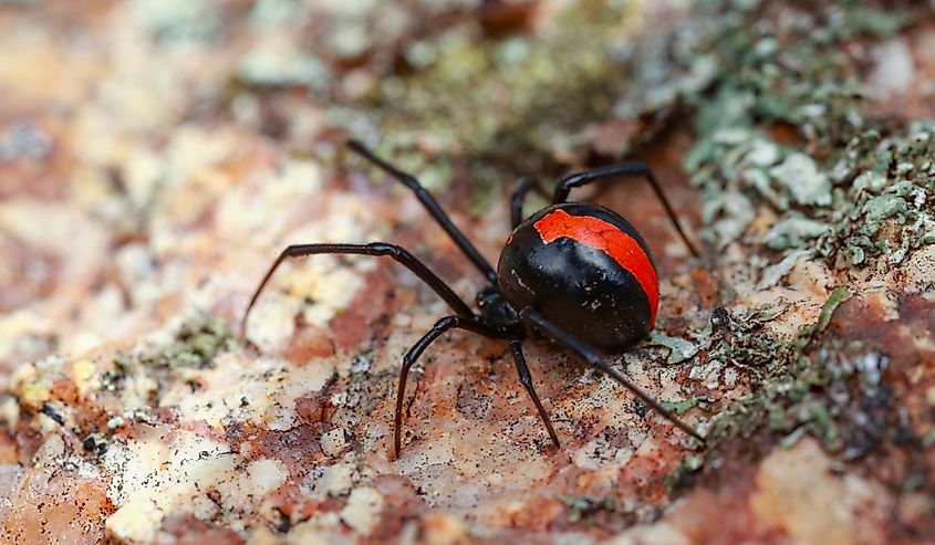 Australian Redback Spider.