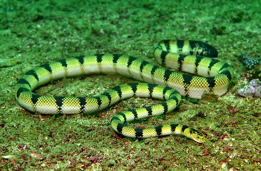 yellow sea snake