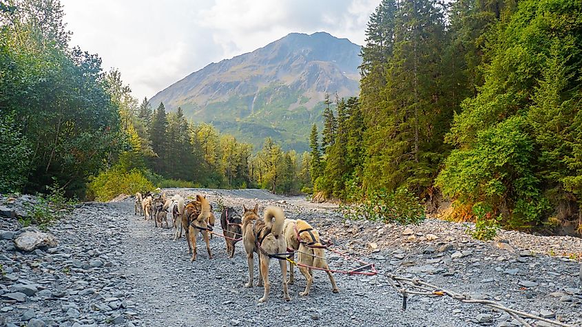 Alaskan sled dogs running along summer path in countryside near Seward, Alaska.