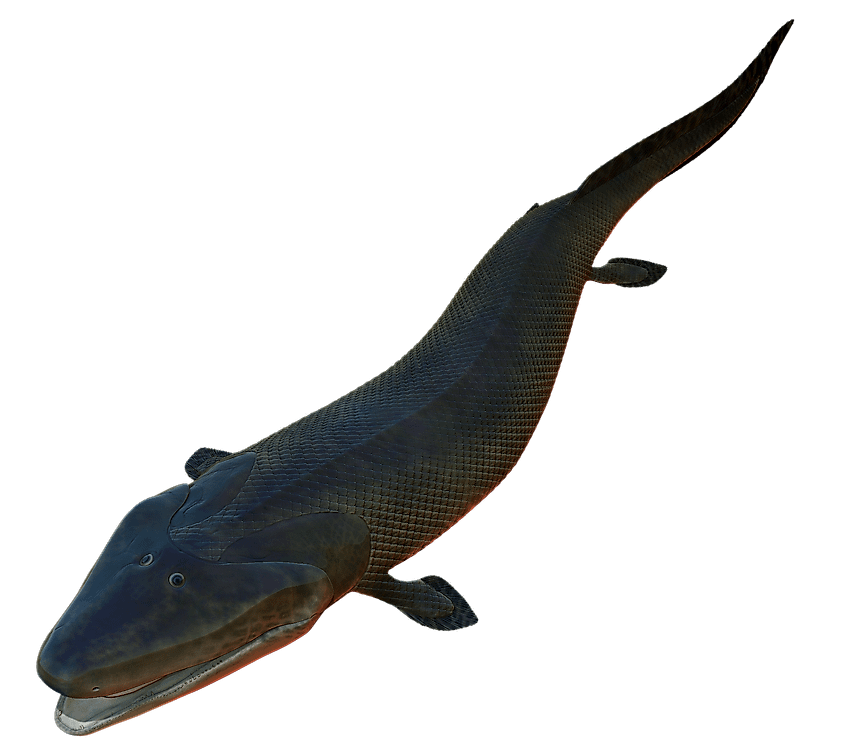 Illustration of a Tiktaalik, an early air-breathing animal that went extinct during the Devonian mass extinction.
