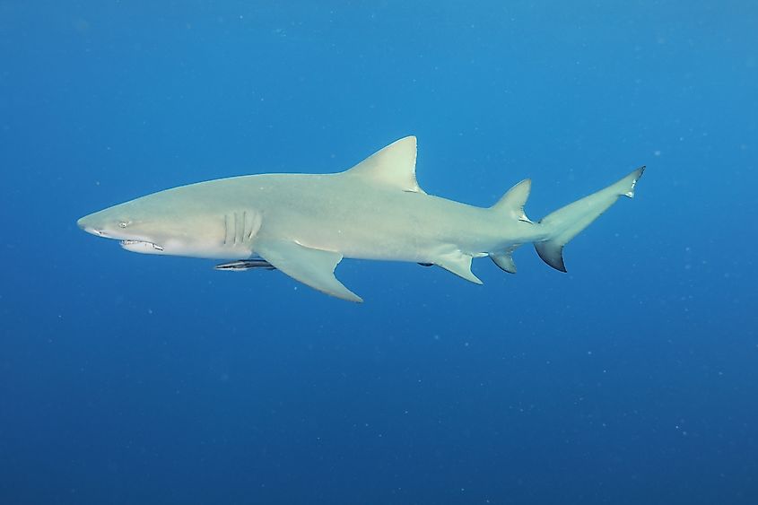 Lemon Shark in the Atlantic Ocean.