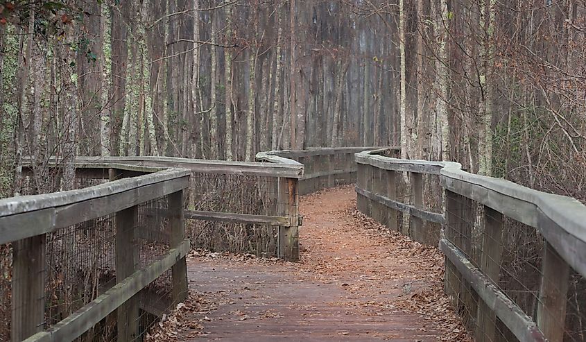 Walking path through the Grand Bay swamp in Valdosta, Georgia/ Walk in the Swamp