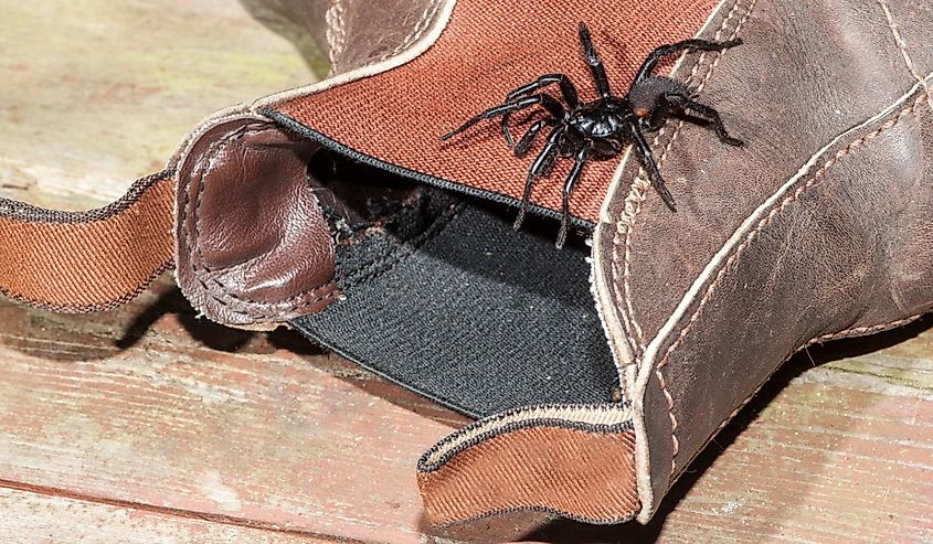 Sydney Funnel Web Spider on a boot