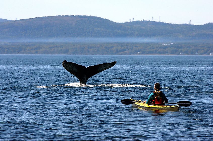 tail of a humpback whale in St Lawrence river, Quebec, canada