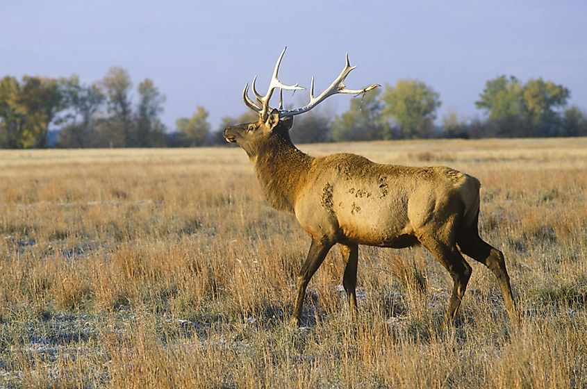 Lone Elk at sunrise in Fort Niobrara National Wildlife Refuge, Nebraska