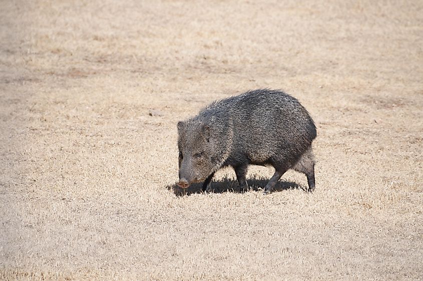 Feral hogs can cause agriculture damage, overrun natural landmarks, and spread disease among wildlife. Credit: Danae Abreu/Shutterstock.com