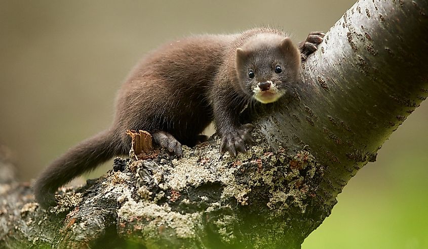 Close up photo of European minks watching surrounding from branch with distant background