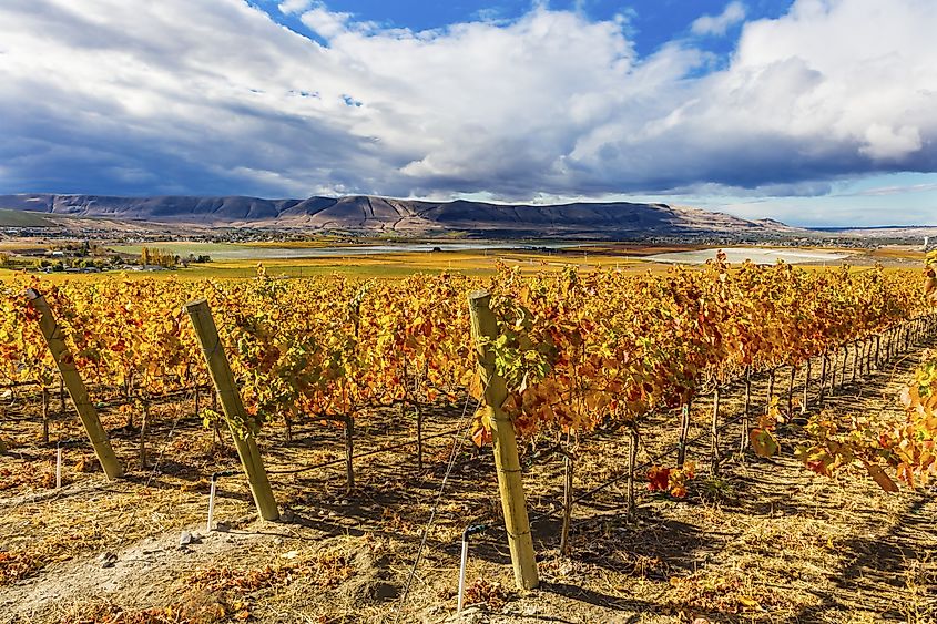 Vineyard in Benton City, Washington.
