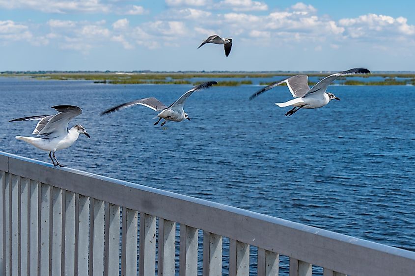 A group of birds flying away from pier at Lake Okeechobee in Florida