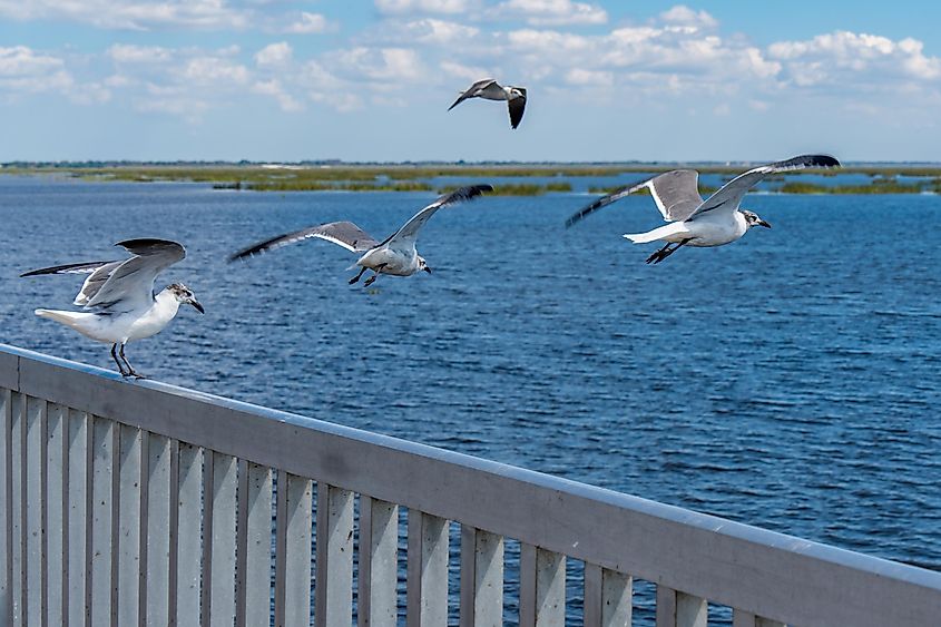 A group of birds flying away from the pier at Lake Okeechobee in Florida.