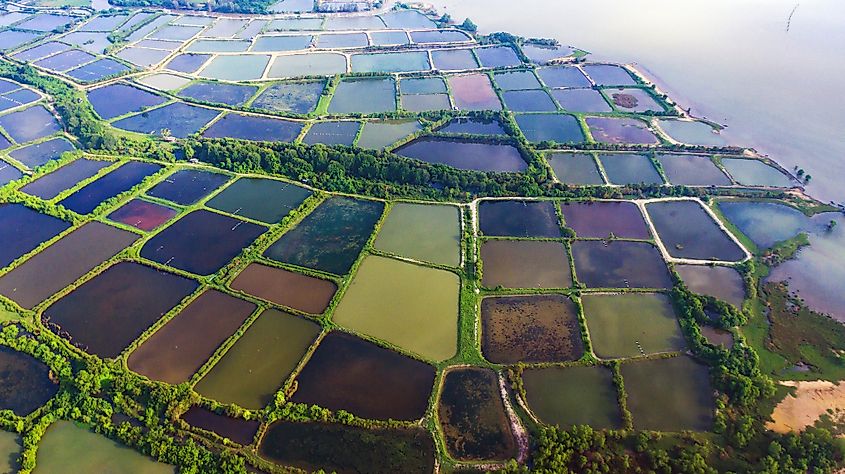 Mangrove deforestation