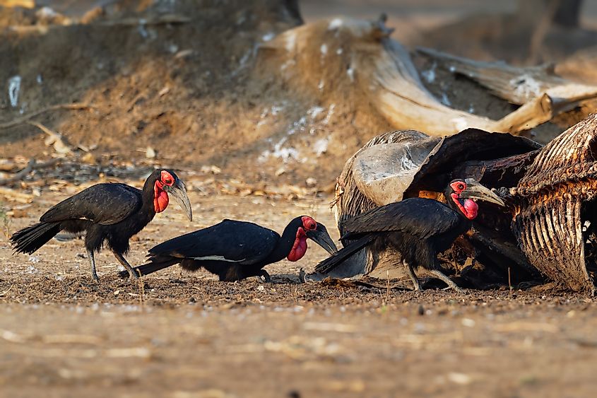 Southern ground hornbill scavenging