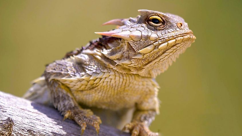 Close up of a coast horned lizard.