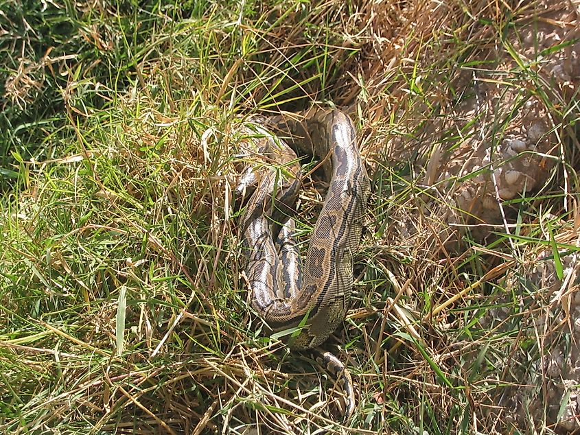 An African rock python in Djoudj National Park, Senegal, where protected wetlands help preserve habitat for native wildlife.