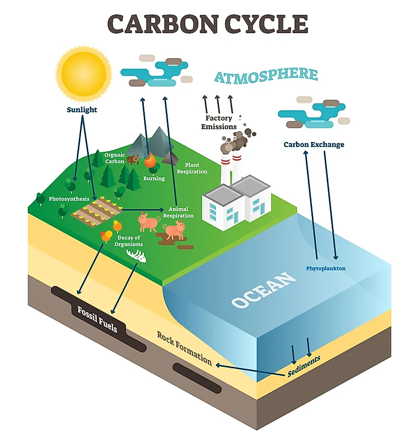 simple explanation of carbon cycle