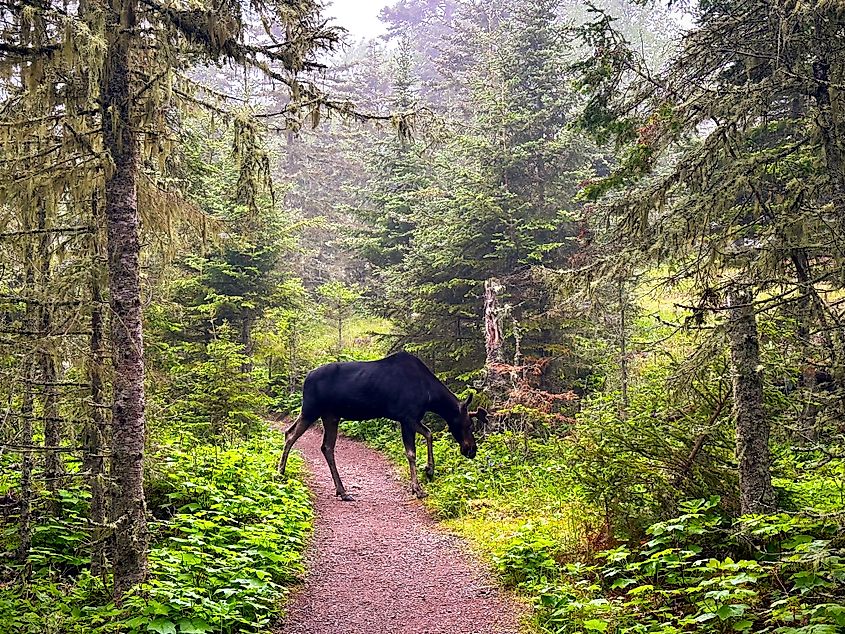 Moose Blocking the Trail in Isle Royale National Park.