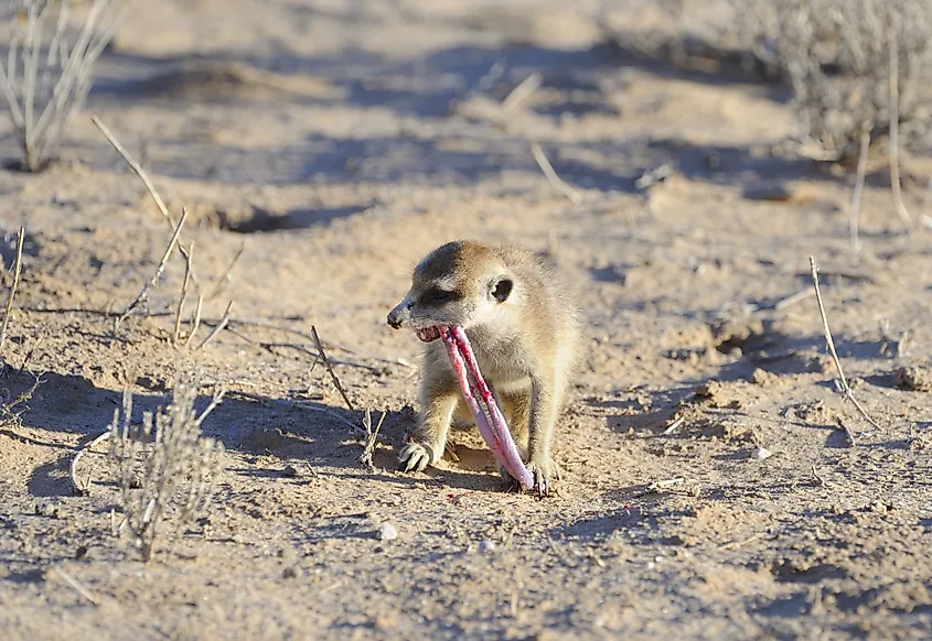 why do meerkats make different calls