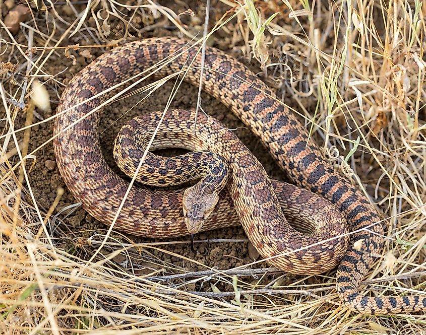 This gopher snake is taking up a defensive posture.