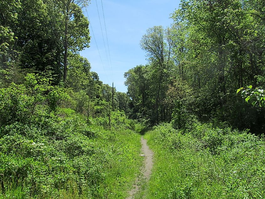 Trail through John H. Chafee Nature Preserve.