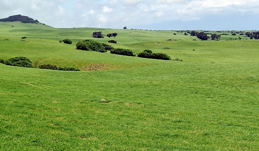 The green of Waimea.