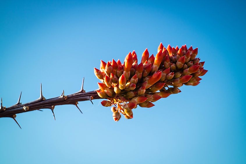 Ocotillo Cactus in Carlsbad Cavern National Park, New Mexico