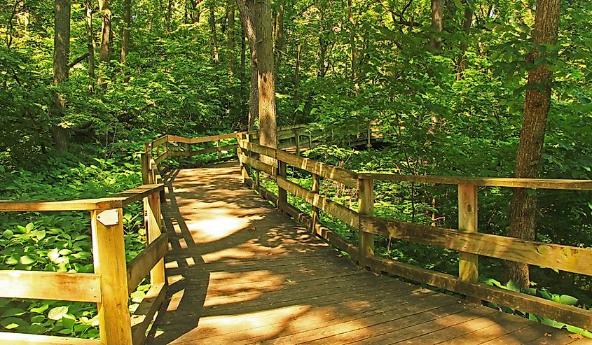 Peaceful boardwalk trail through lush trees in the Fontenelle Forest Nature Center in Bellevue, Nebraska.