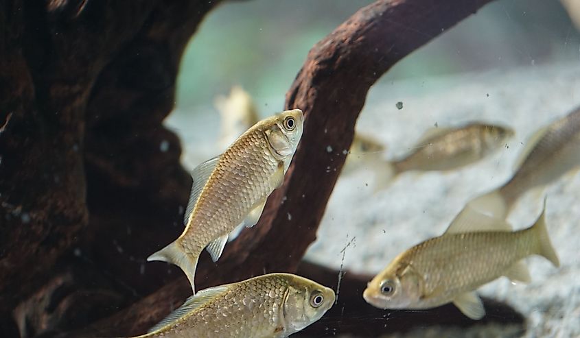 Silver carp fish in an aquarium