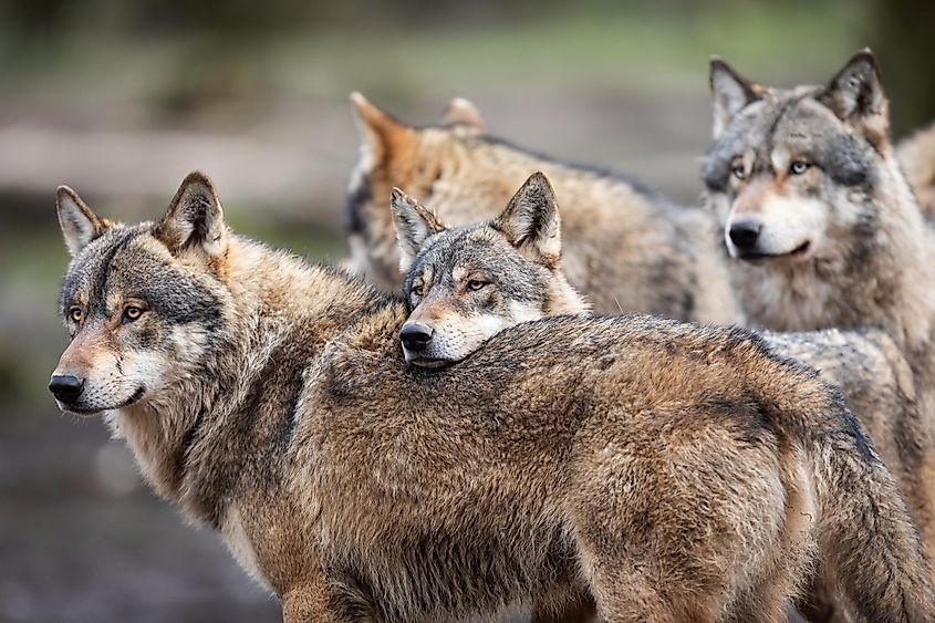 A pack of gray wolves.