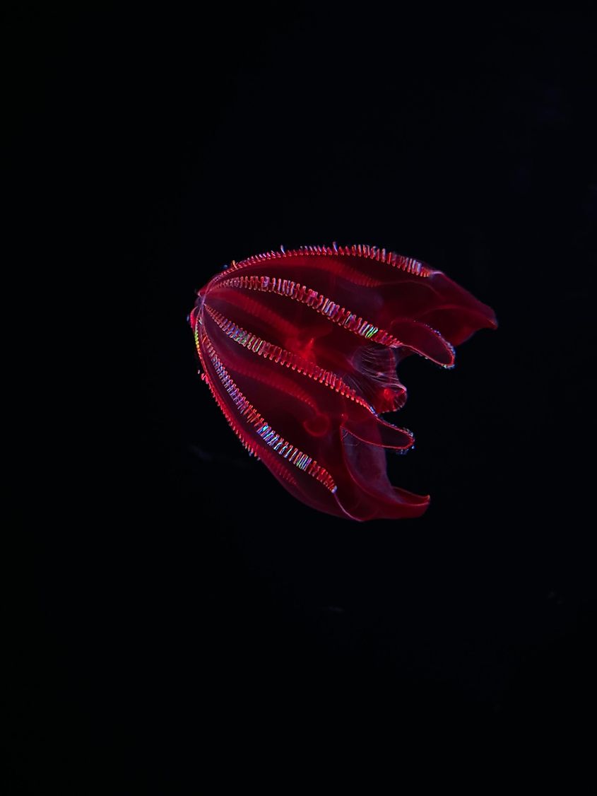 Bloodybelly comb jelly