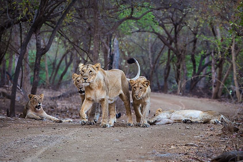Pride of Asiatic Lions from Gir national Park, India