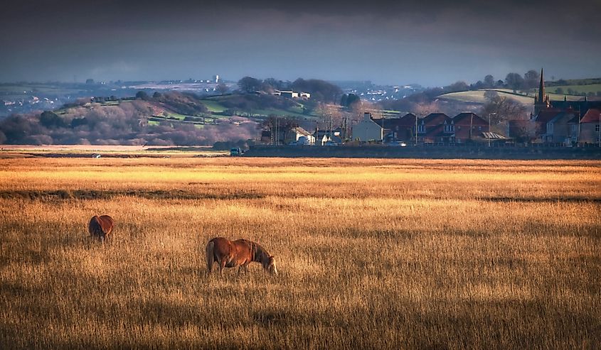 Marsh ponies grazing near the Loughor estuary