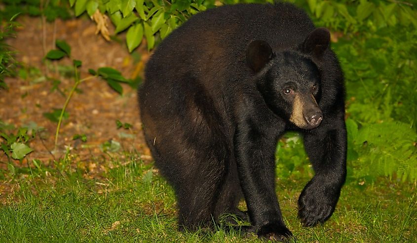 Wild Black bear in Pennsylvania.