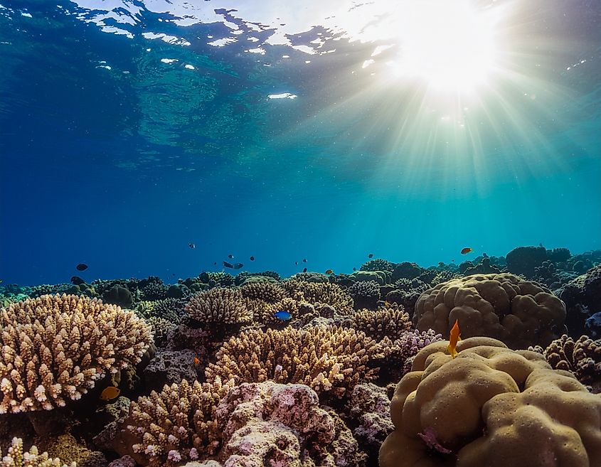Discover the Underwater Coral Garden in the Maldives.