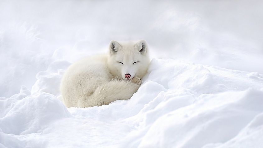 Arctic Fox