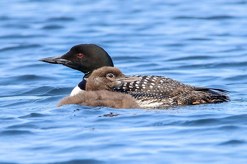 Loons in Lake Kabetogama