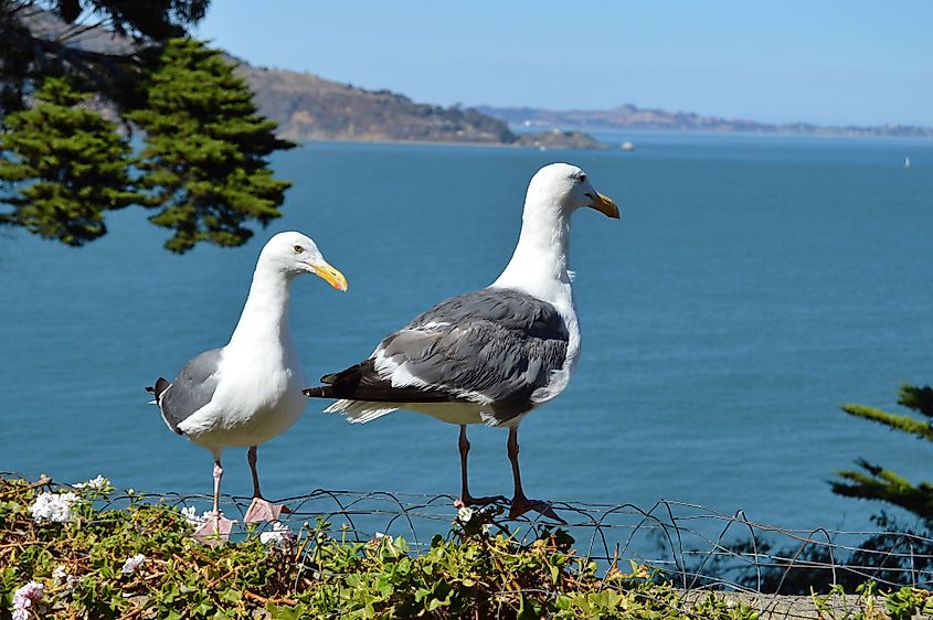 Alcatraz Island