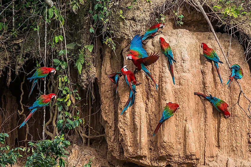 parakeets in peru