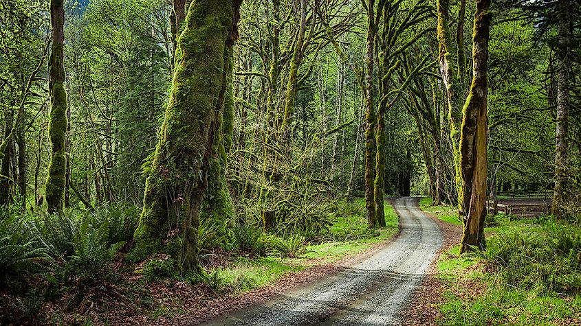 Deep forest in Elwha River Trail, Olympic national park